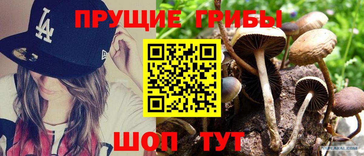 Галлюциногенные грибы Psilocybe Якутск